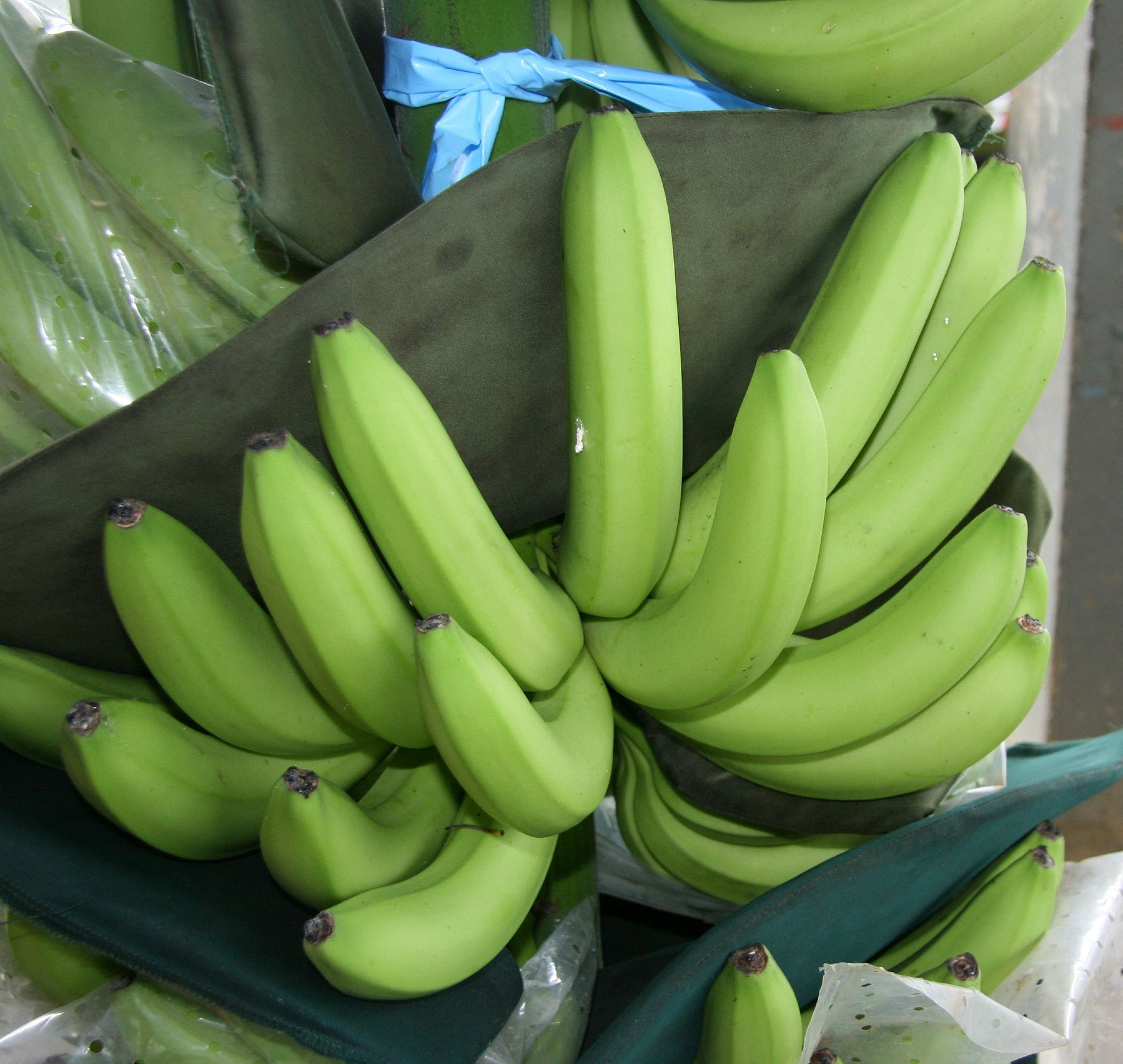 Green Banana Paw Fruit Seeds for Planting