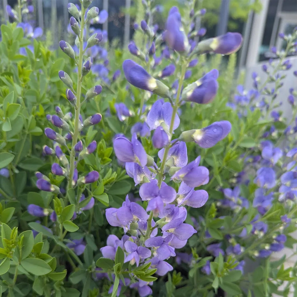 Blue False Indigo Flower seeds for Planting - Easy to Grow, Heirloom & GMO Free Seeds for Home Garden