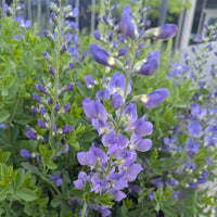 Blue False Indigo Flower seeds for Planting - Easy to Grow, Heirloom & GMO Free Seeds for Home Garden
