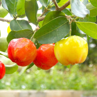 Barbados Cherry Seeds for Planting Guide