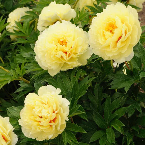 Yellow Peony Flower seeds for Planting - Bright Blooms, Heirloom & GMO Free Seeds for Home Garden