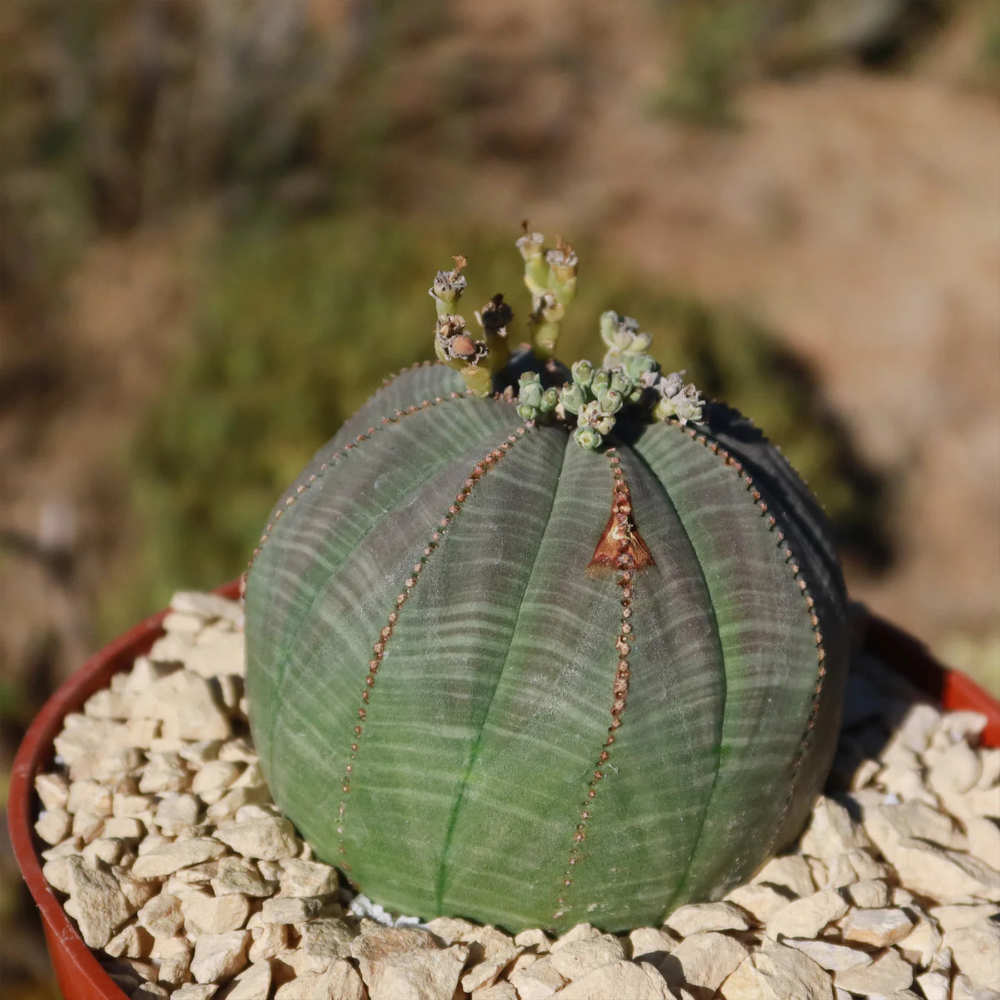 Heirloom Euphorbia Obesa Flower seeds for Planting Wildflower Mix Heirloom & GMO Free Seeds for Home Garden