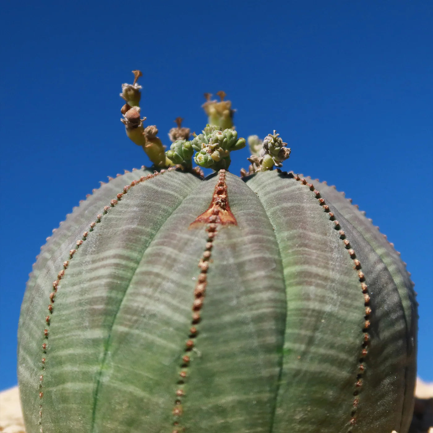 Heirloom Euphorbia Obesa Flower seeds for Planting Wildflower Mix Heirloom & GMO Free Seeds for Home Garden