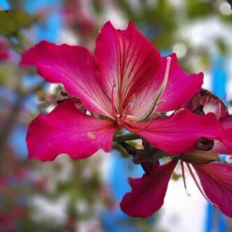Red Bauhinia Flower seeds for Planting Drought Tolerant Heirloom & GMO Free Seeds for Home Garden