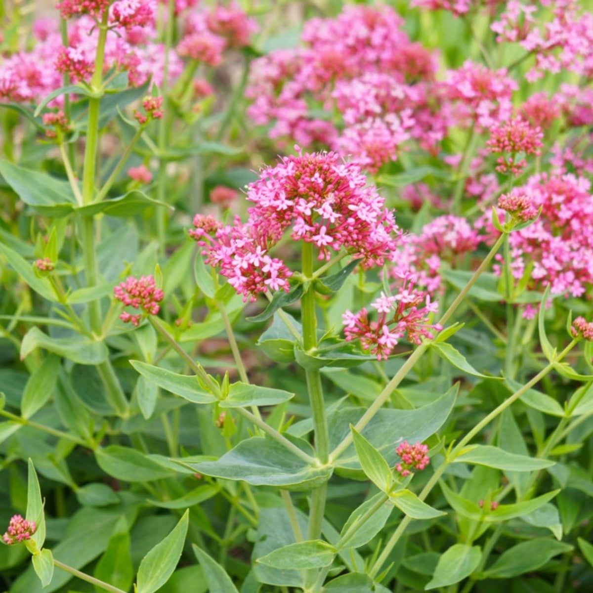 Mixed Jupiter Flower Planting Seeds