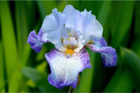 Bearded Flower seeds for Planting - Vibrant Colors, Heirloom & GMO Free Seeds for Home Garden