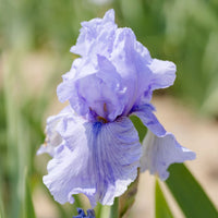 Bearded Flower seeds for Planting - Vibrant Colors, Heirloom & GMO Free Seeds for Home Garden