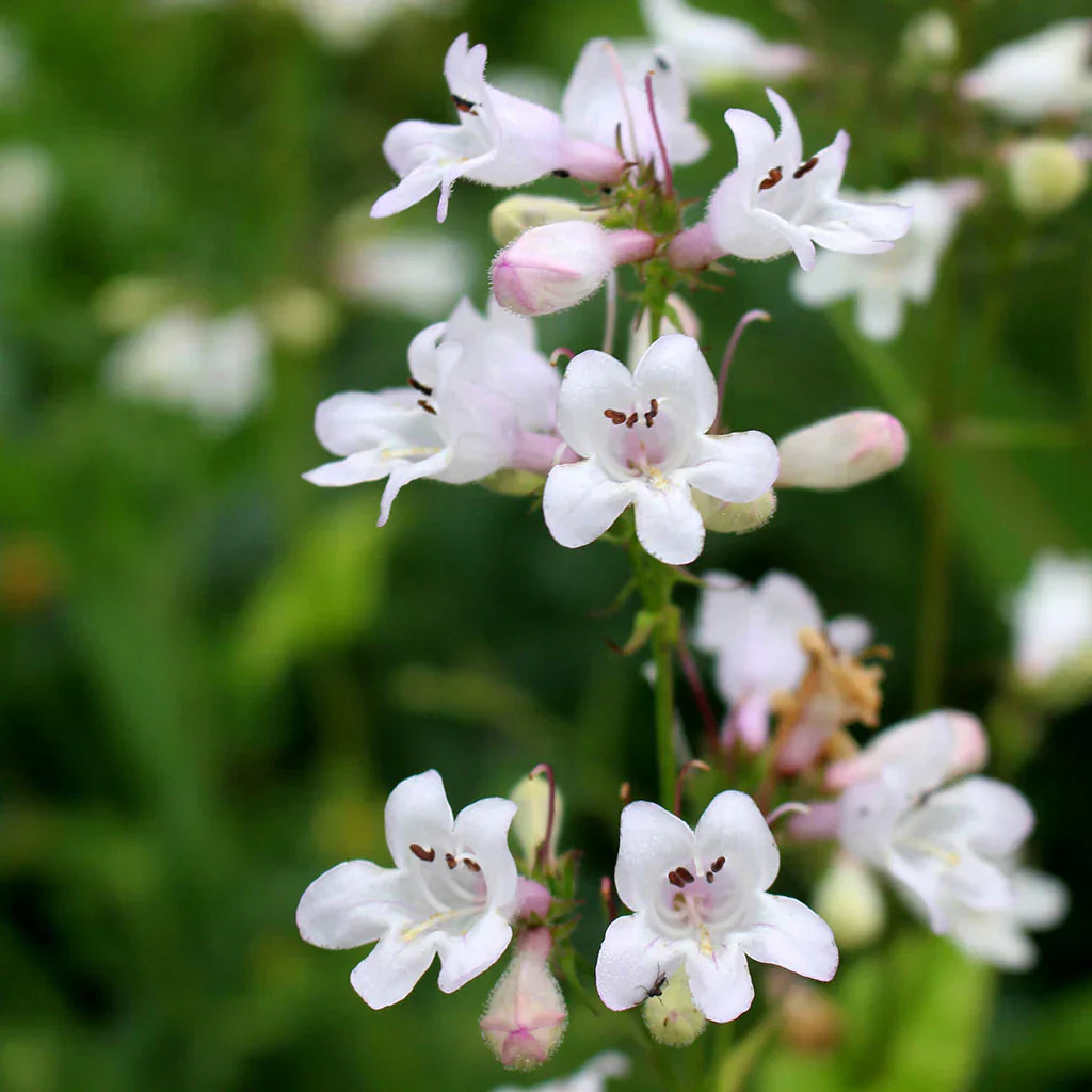 Heirloom Beardtongue Flower seeds for Planting Cottage Garden Essential Heirloom & GMO Free Seeds for Home Garden