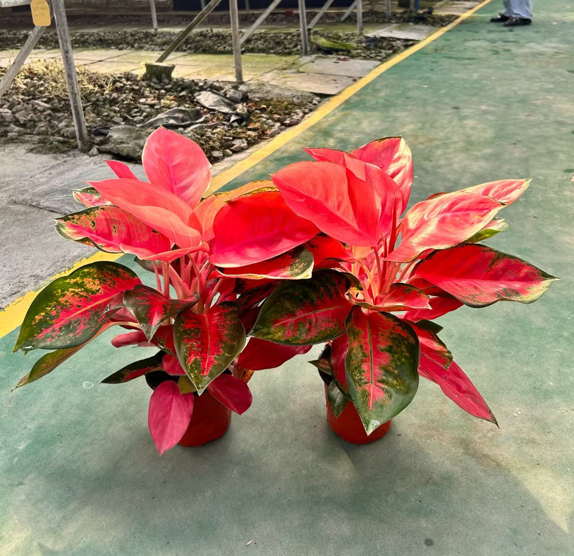 Green Red Aglaonema Flower seeds for Planting - Fragrant Blossoms, Heirloom & GMO Free Seeds for Home Garden