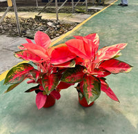 Green Red Aglaonema Flower seeds for Planting - Fragrant Blossoms, Heirloom & GMO Free Seeds for Home Garden