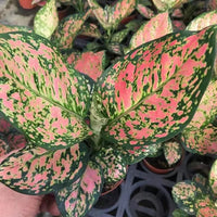 Green Red Aglaonema Flower seeds for Planting - Fragrant Blossoms, Heirloom & GMO Free Seeds for Home Garden