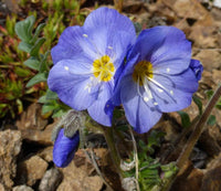 Jacob's Ladder Flower seeds for Planting Perfect for Borders Heirloom & GMO Free Seeds for Home Garden