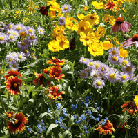 Mixed Oenothera Flower seeds for Planting - Wildflower Mix, Heirloom & GMO Free Seeds for Home Garden
 
 Sale for planting in home garden.