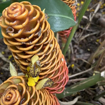 Brown Ginger Flower seeds for Planting Garden Favorite Heirloom & GMO Free Seeds for Home Garden 
 
 Sale