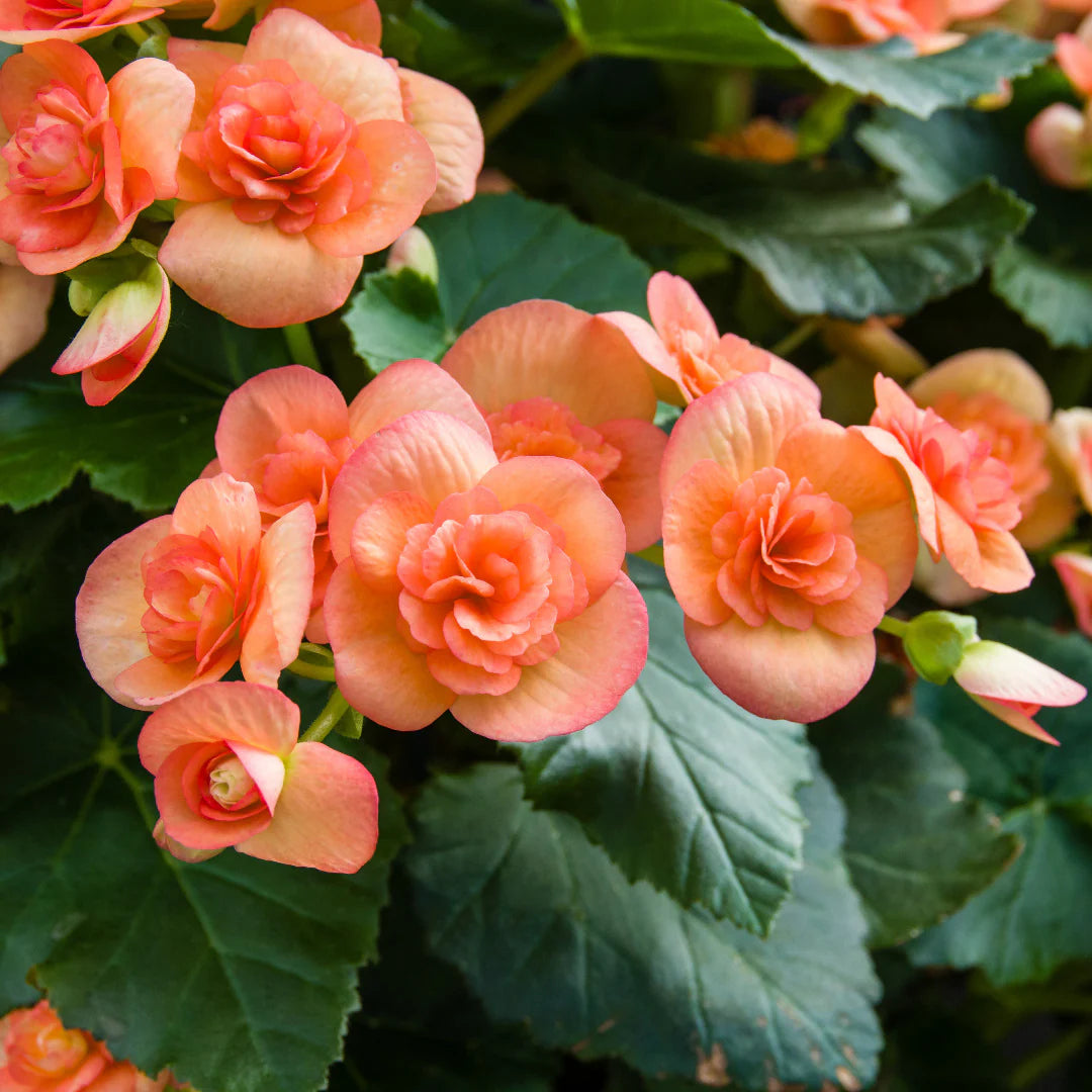 Rieger Begonia Flower seeds for Planting Drought Tolerant Heirloom & GMO Free Seeds for Home Garden