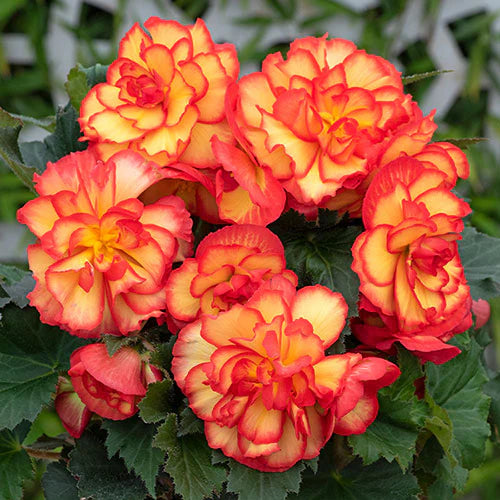 Tuberous Begonias Flower seeds for Planting Long Bloom Season Heirloom & GMO Free Seeds for Home Garden 
 
 Sale