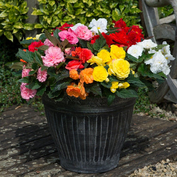 Mixed Begonia Flower seeds for Planting - Long Bloom Season, Heirloom & GMO Free Seeds for Home Garden