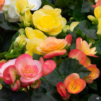 Rieger Begonia Flower seeds for Planting Drought Tolerant Heirloom & GMO Free Seeds for Home Garden