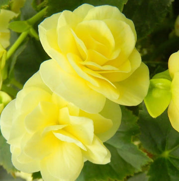 Plant Light Yellow Begonia Flower Seeds  Perfect for Your Garden