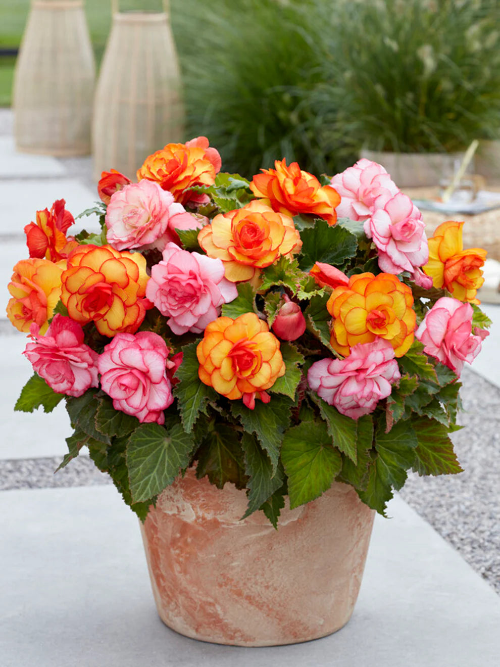 Begonia Flower seeds for Planting Sun Loving Heirloom & GMO Free Seeds for Home Garden