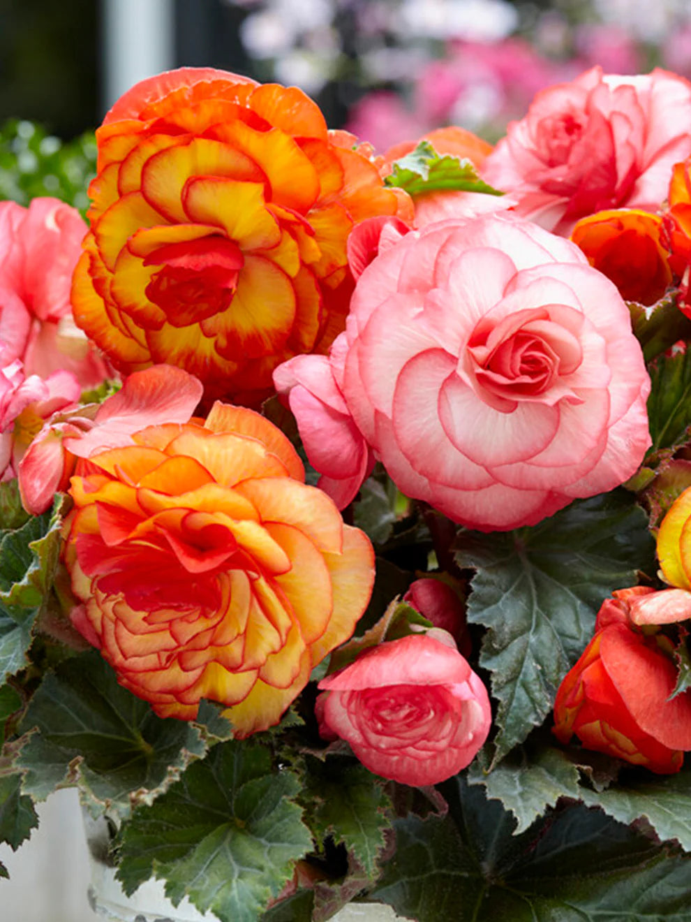 Begonia Flower seeds for Planting Sun Loving Heirloom & GMO Free Seeds for Home Garden