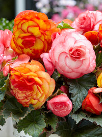 Begonia Flower seeds for Planting Sun Loving Heirloom & GMO Free Seeds for Home Garden