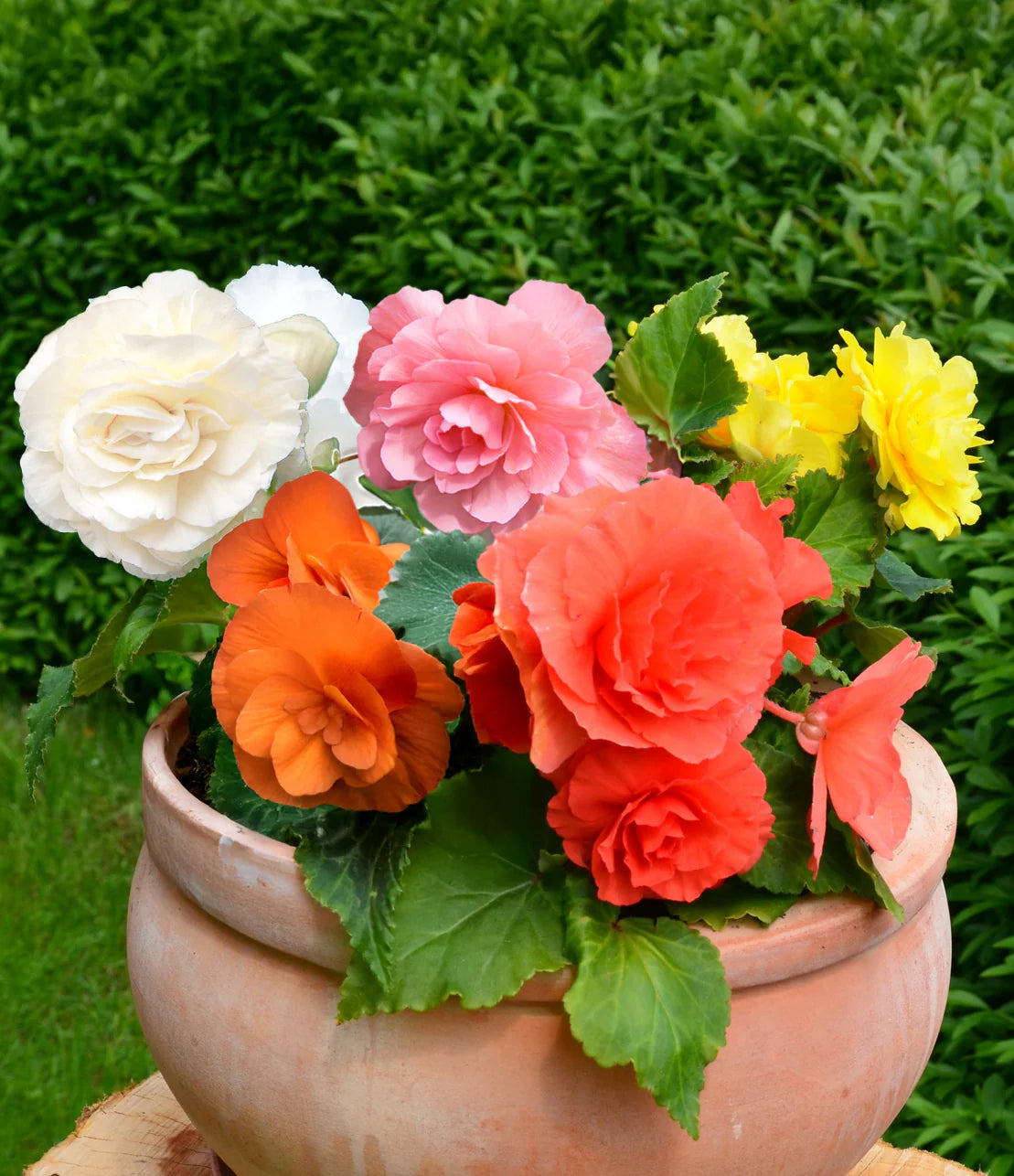 Mixed Begonia Flower seeds for Planting - Drought Tolerant, Heirloom & GMO Free Seeds for Home Garden