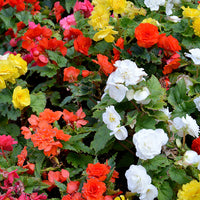 Begonia Flower seeds for Planting Compact Growth Heirloom & GMO Free Seeds for Home Garden
