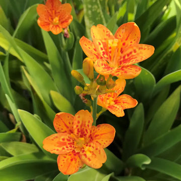 Belamcand Flower seeds for Planting Hardy Variety Heirloom & GMO Free Seeds for Home Garden