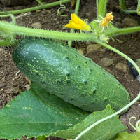 Cucumber Lyalyuk Little Mini Pickling Seeds - Ideal for Home Planting and Garden Growing
