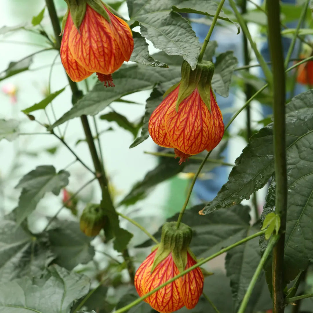 Maple Flower seeds for Planting, Fragrant Blossoms Heirloom & GMO Free Seeds for Home Garden