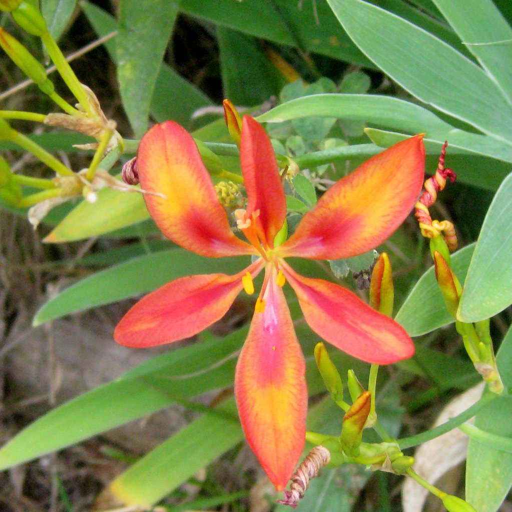 Pardancanda Flower seeds for Planting Low Maintenance Heirloom & GMO Free Seeds for Home Garden