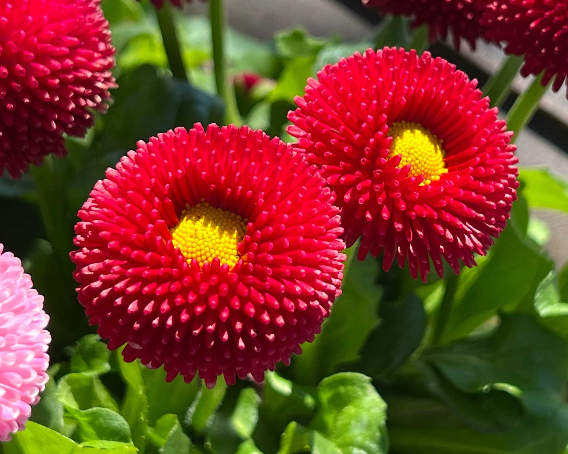 Red Yellow Bellis Flower seeds for Planting Colorful Display Heirloom & GMO Free Seeds for Home Garden
 
 Sale