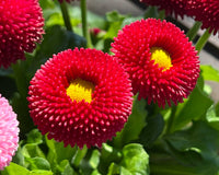 Red Yellow Bellis Flower seeds for Planting Colorful Display Heirloom & GMO Free Seeds for Home Garden
 
 Sale