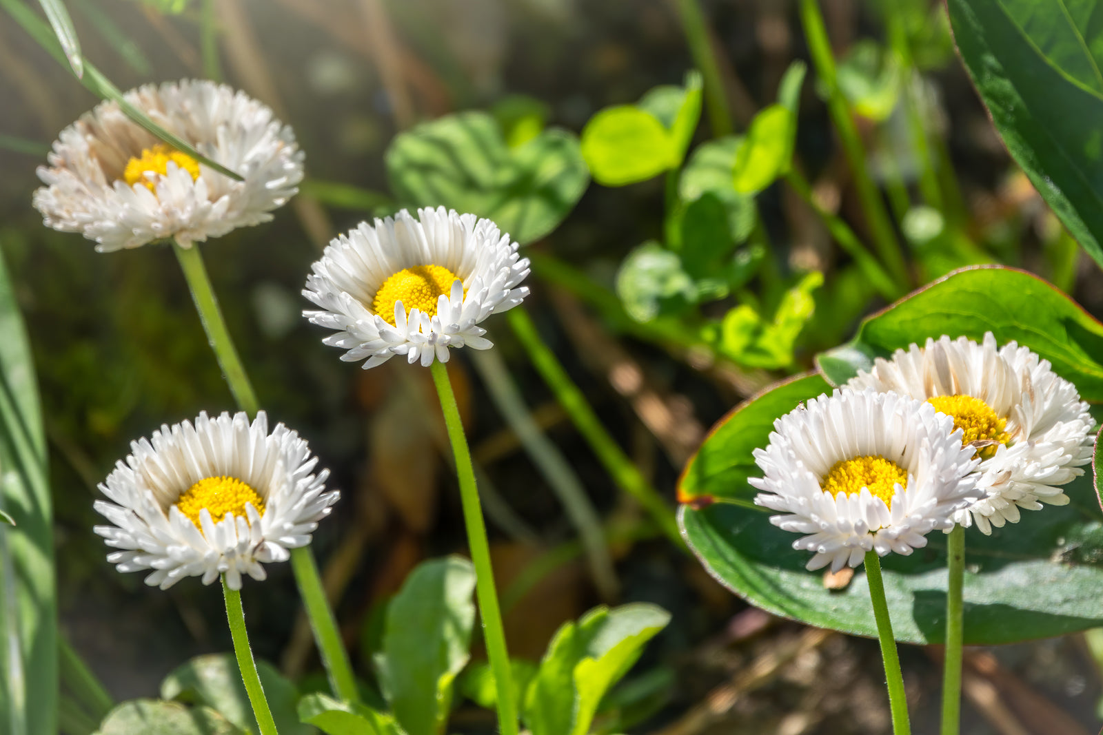 White Bellis Flower Planting for Charming Gardens - Seeds for Lush Blossoms