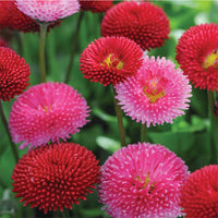 Pink Bellis Perennis Flower seeds for Planting - Premium Quality, Heirloom & GMO Free Seeds for Home Garden