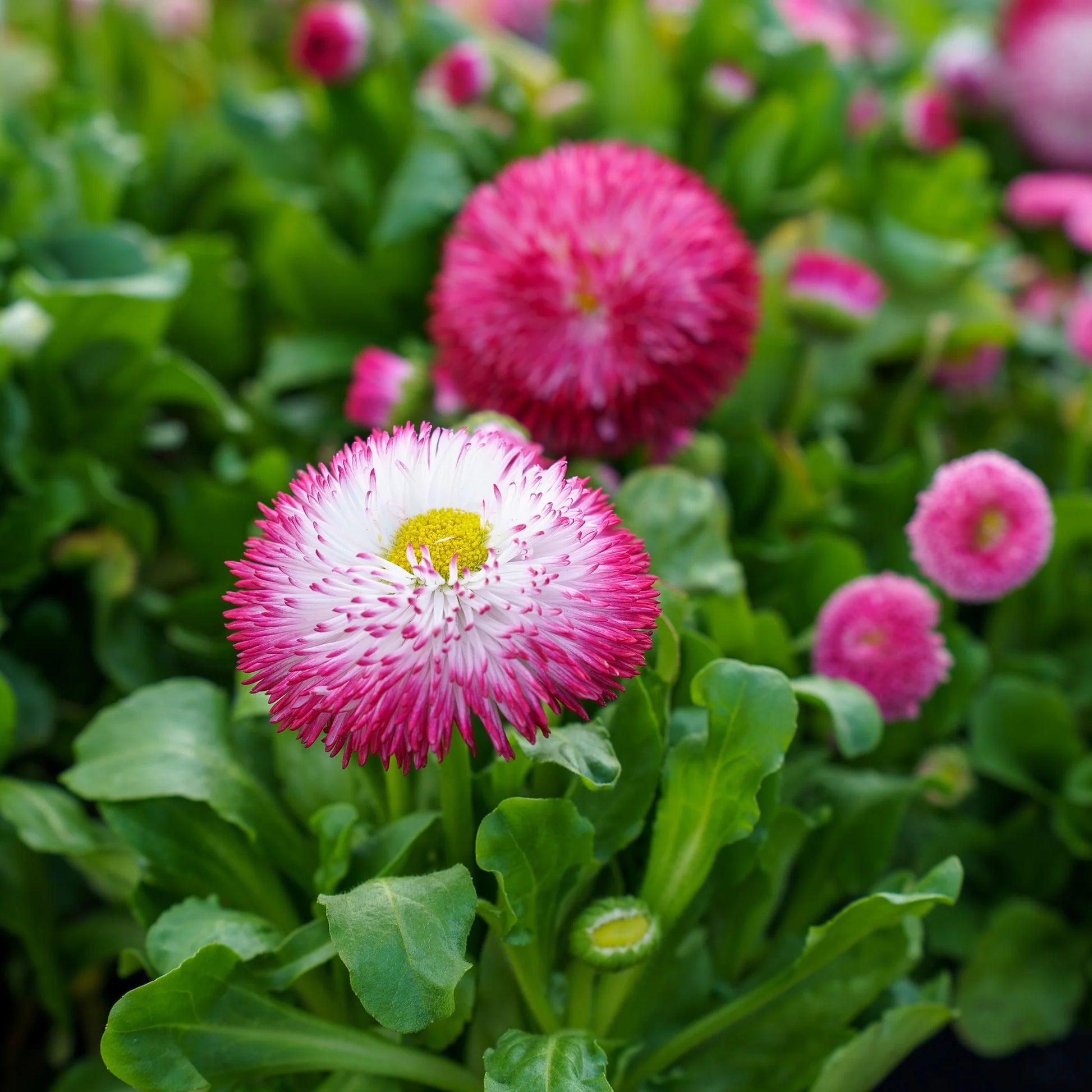 Pink Bellis Flower seeds for Planting Premium Quality Heirloom & GMO Free Seeds for Home Garden
 
 Sale