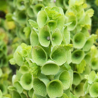 Bells Flower seeds for Planting - Compact Growth, Heirloom & GMO Free Seeds for Home Garden