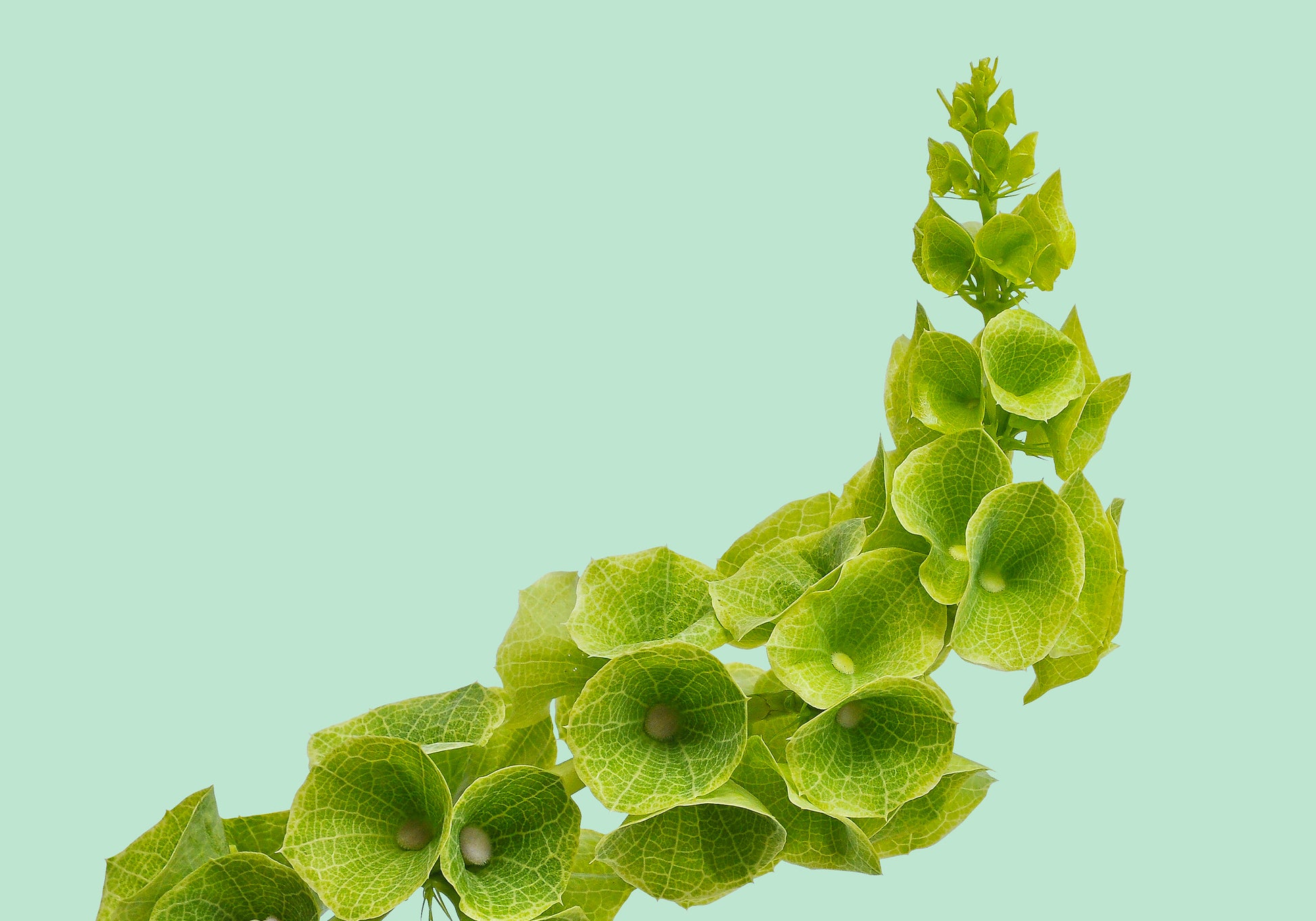 Bells of Ireland Flower seeds for Planting Wildflower Mix Heirloom & GMO Free Seeds for Home Garden