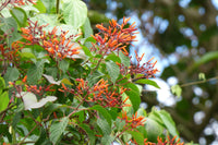 Hamelia Patens Flower seeds for Planting Fragrant Blossoms Heirloom & GMO Free Seeds for Home Garden