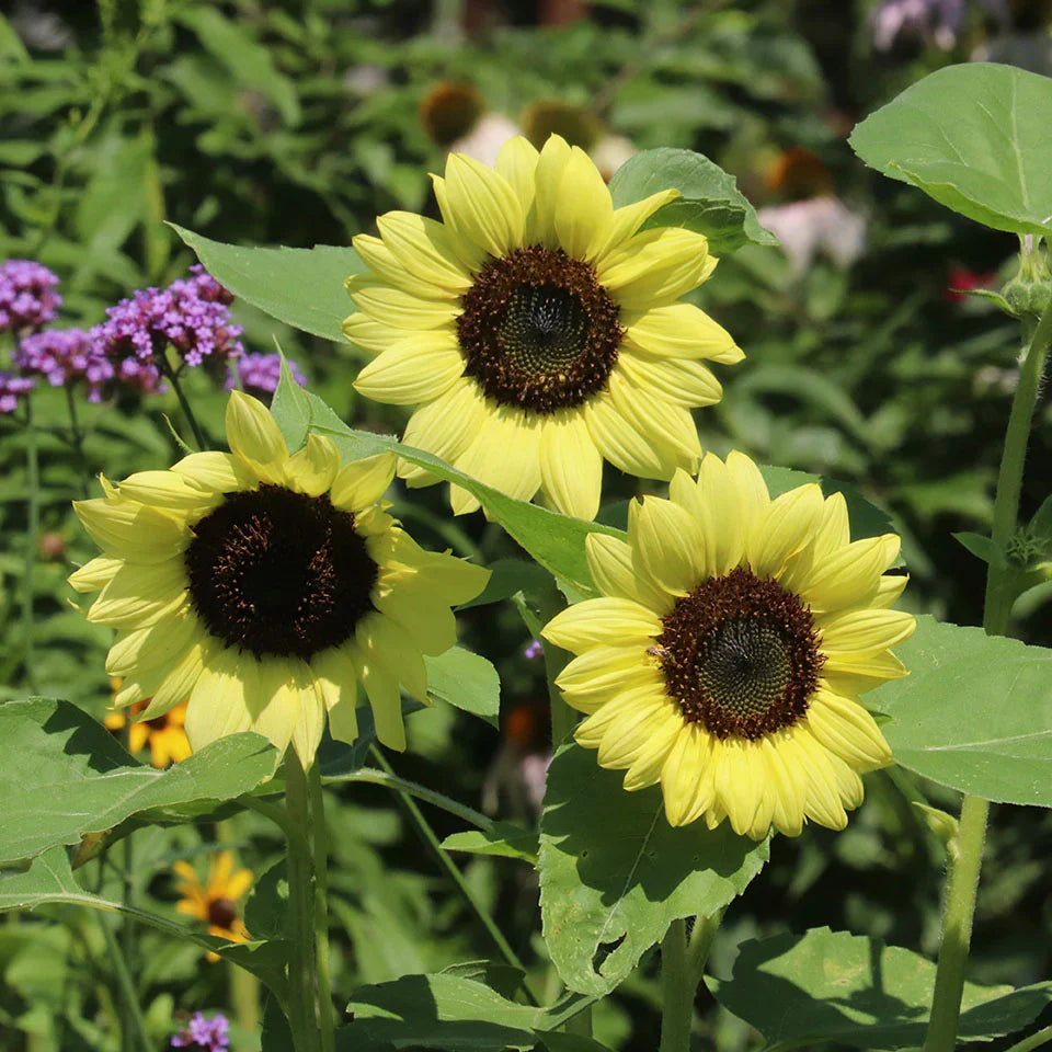 Light Yellow SunFlower seeds for Planting Sun Loving Heirloom & GMO Free Seeds for Home Garden 
 
 Sale seeds for home garden planting