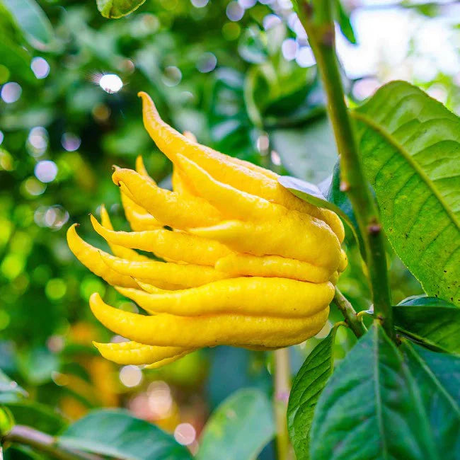 Non GMO yellow Bergamot seeds