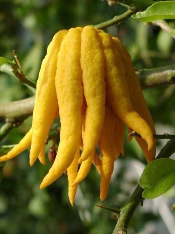 Yellow Bergamot flowering seeds for fragrant gardens