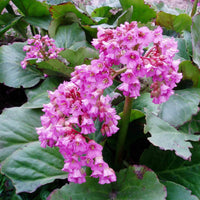 Pink Bergenia Flower seeds for Planting - Shade Tolerant, Heirloom & GMO Free Seeds for Home Garden