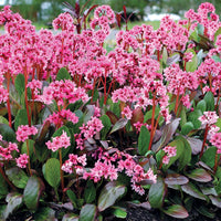 Bergenia Flower seeds for Planting Shade Tolerant Heirloom & GMO Free Seeds for Home Garden