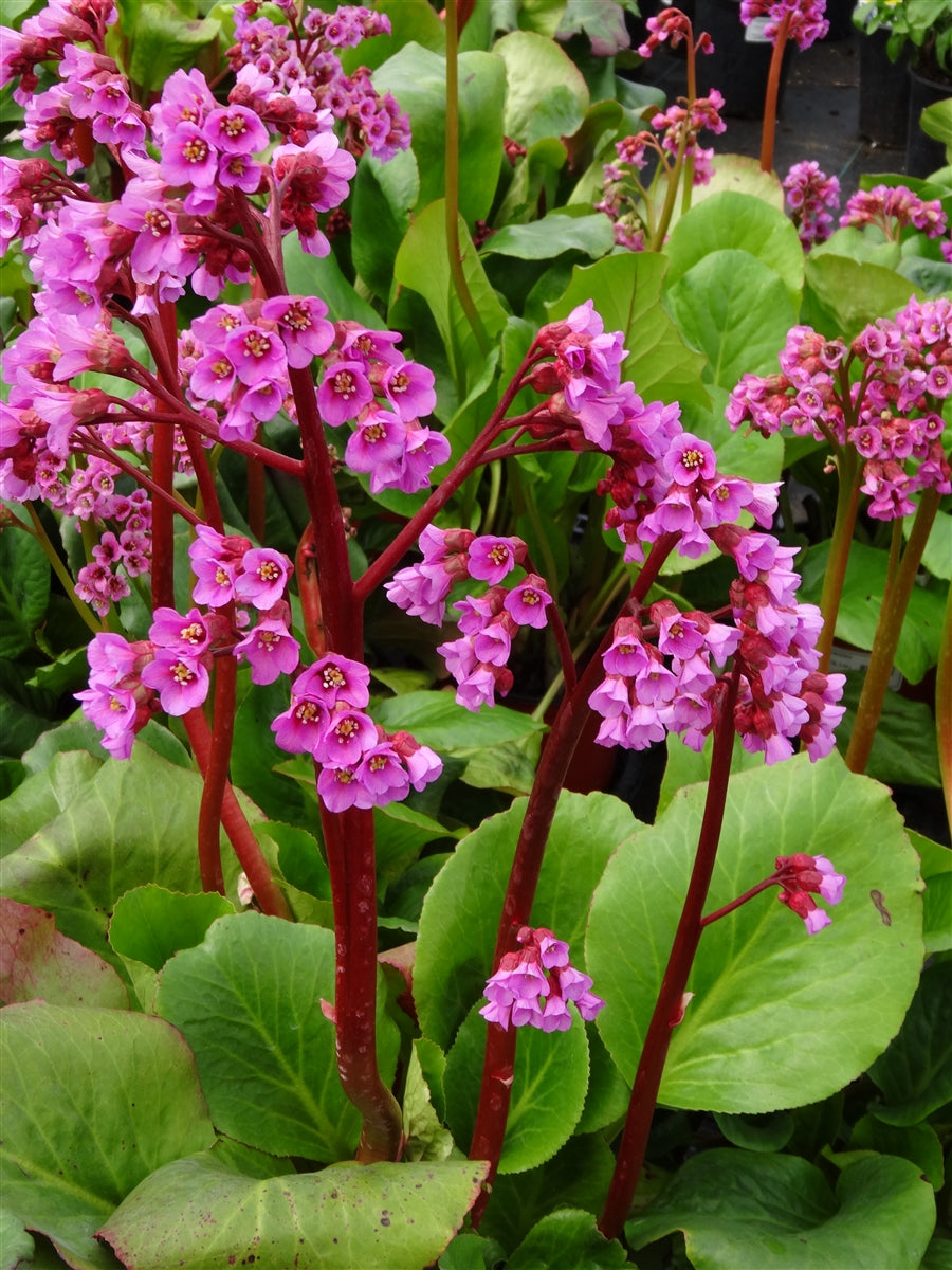 Mixed Bergenia Cordifolia Flower Planting Seeds - Perennial Seeds for Vibrant Garden Blooms