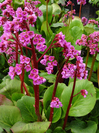 Mixed Bergenia Cordifolia Flower Planting Seeds - Perennial Seeds for Vibrant Garden Blooms