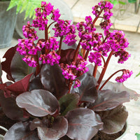 Mixed Bergenia Cordifolia Flower Planting Seeds - Perennial Seeds for Vibrant Garden Blooms