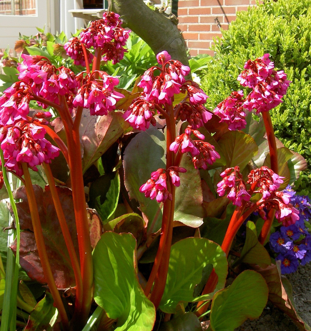 Red Bergenia Flower seeds for Planting - Drought Tolerant, Heirloom & GMO Free Seeds for Home Garden
