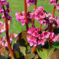 Mixed Bergenia Cordifolia Flower Planting Seeds - Perennial Seeds for Vibrant Garden Blooms